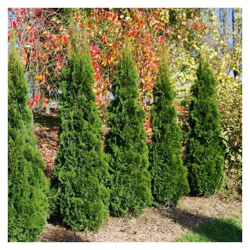 Thuja Occidentalis 'emerald Green' Gb - View 24 from www redcrocus com