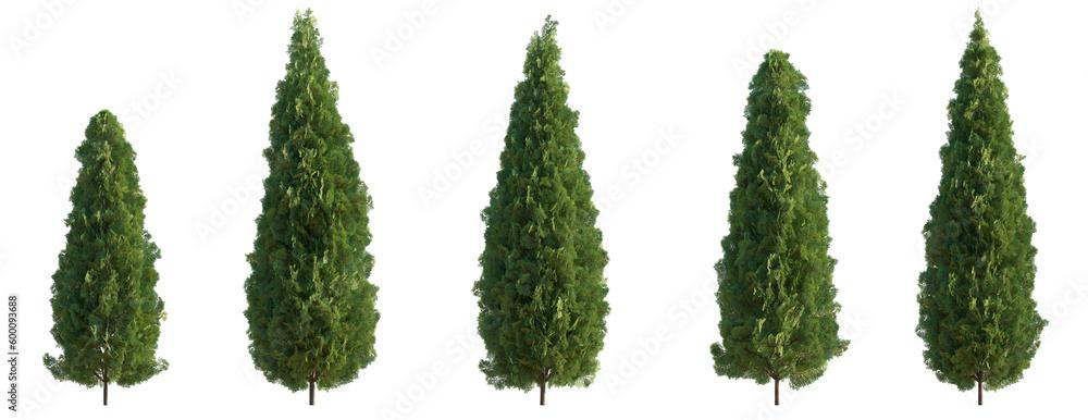 Thuja Occidentalis 'emerald Green' Gb - View 4 from www redcrocus com