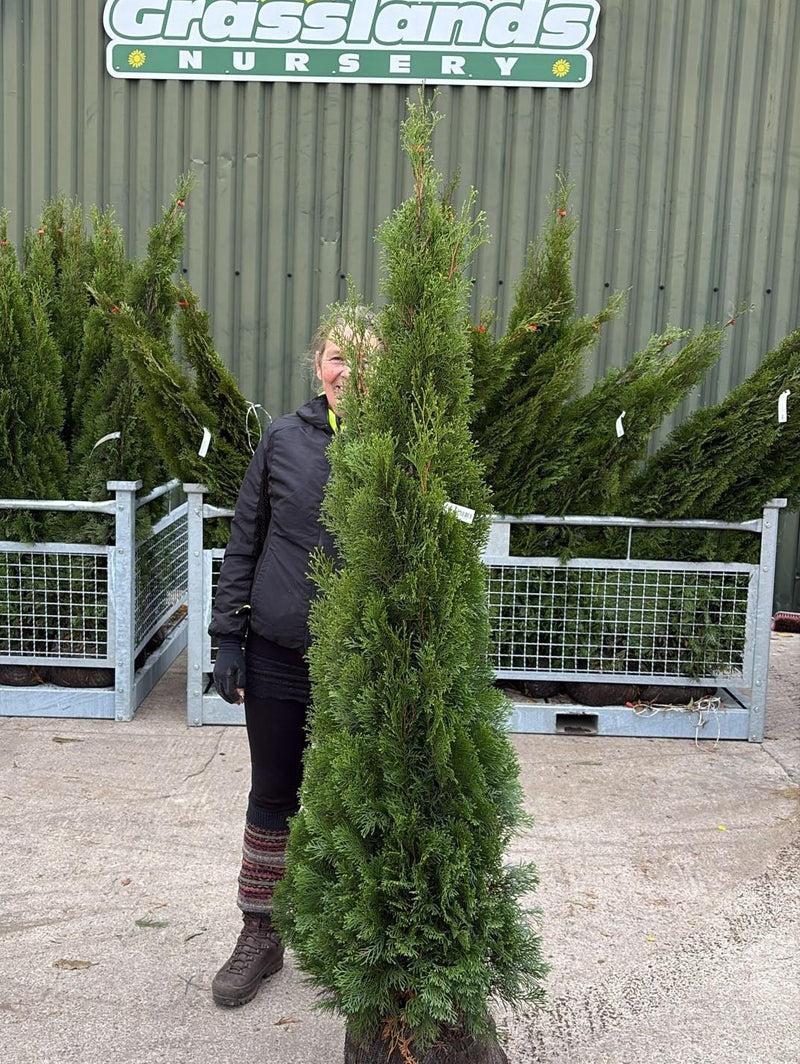 Thuja Occidentalis 'emerald Green' Gb - View 7 from www redcrocus com