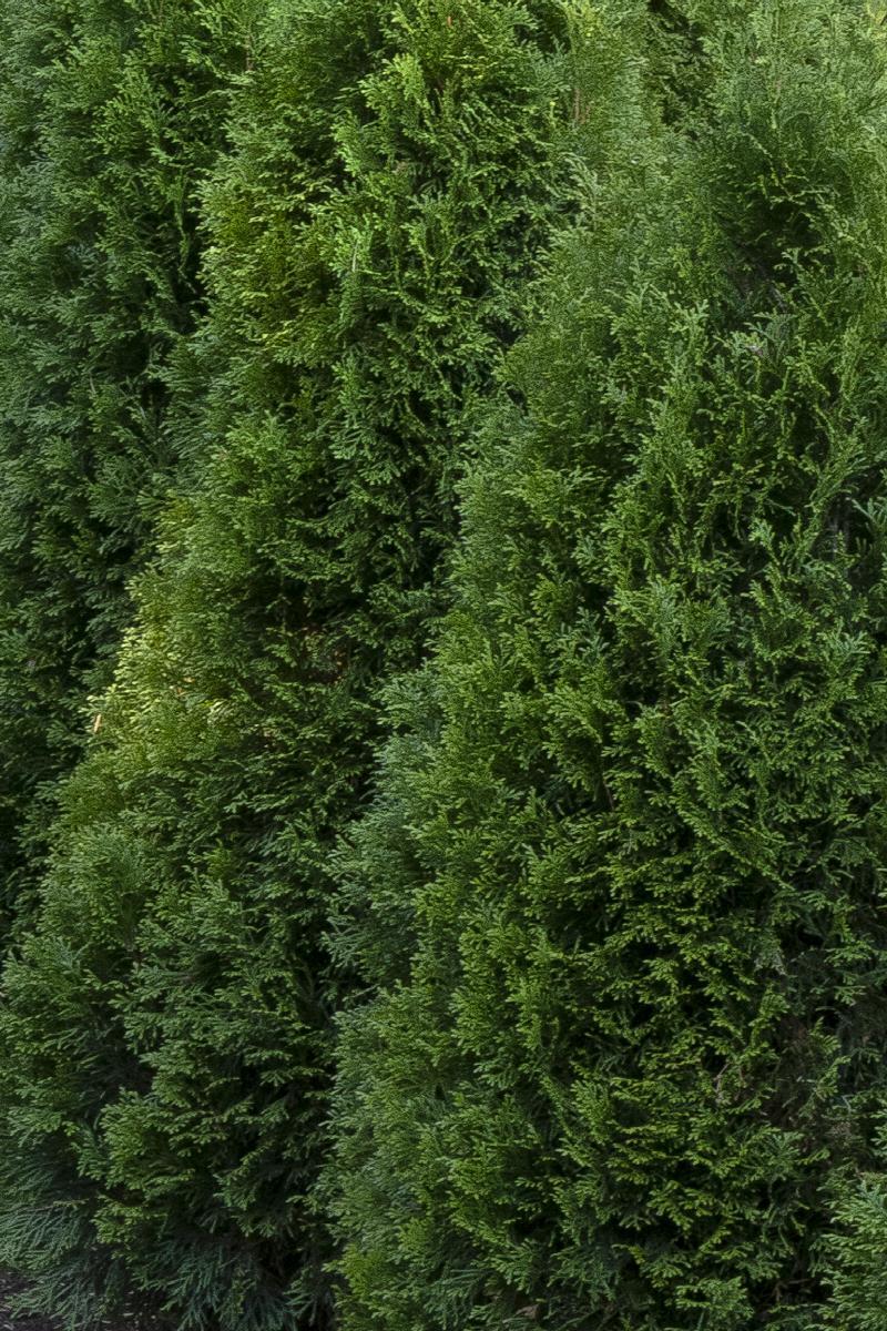 Thuja Occidentalis 'emerald Green' Gb - View 13 from www redcrocus com