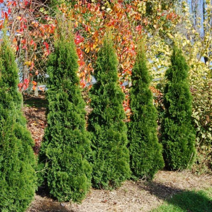 Thuja Occidentalis 'emerald Green' Gb - View 14 from www redcrocus com
