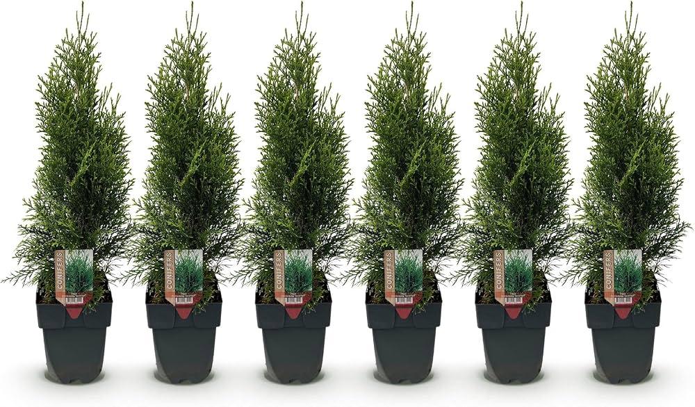 Thuja Occidentalis 'emerald Green' Gb - View 19 from www redcrocus com
