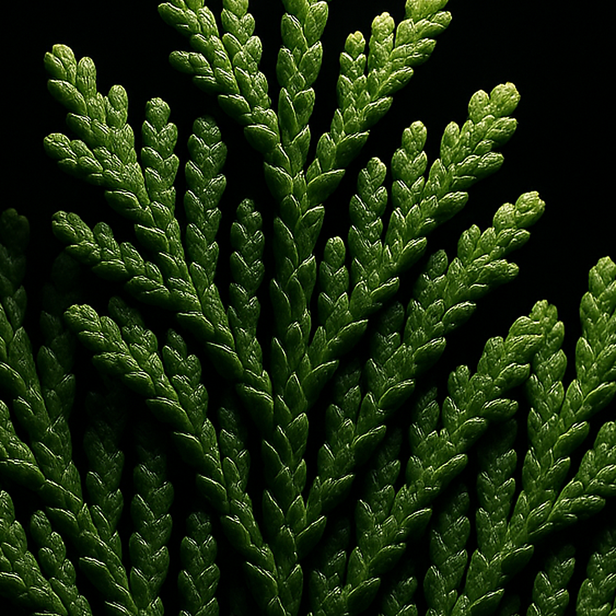 Thuja Occidentalis 'emerald Green' Gb - View 1 from www redcrocus com