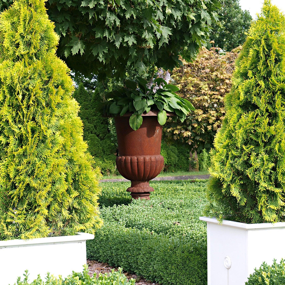 Thuja Occidentalis 'emerald Green' Gb - View 29 from www redcrocus com