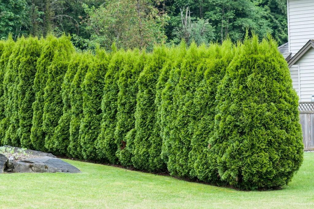 Thuja Occidentalis 'emerald Green' Gb - View 3 from www redcrocus com