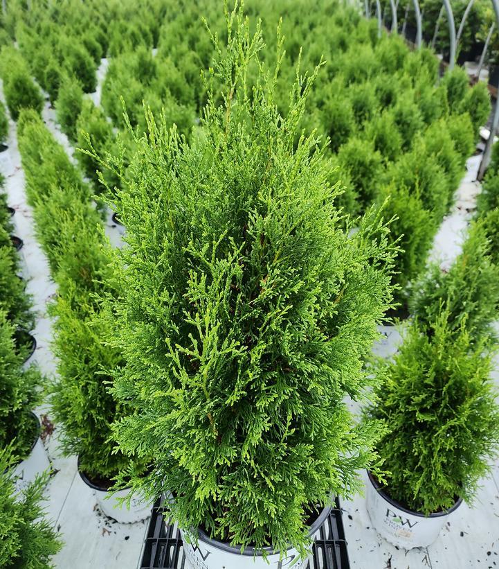 Thuja Occidentalis 'emerald Green' Gb - View 6 from www redcrocus com