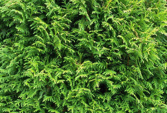 Thuja Occidentalis 'emerald Green' Gb - View 35 from www redcrocus com