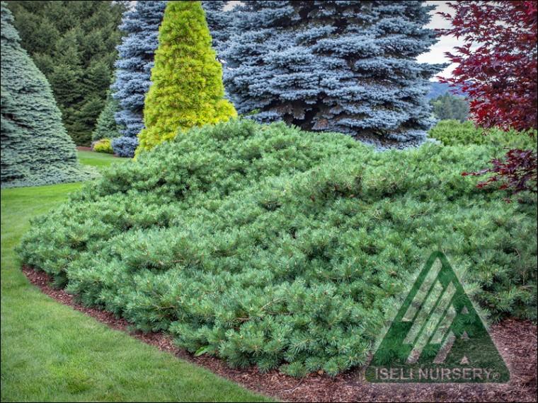 Pinus Sylvestris 'hillside Creeper' - View 11 from www redcrocus com