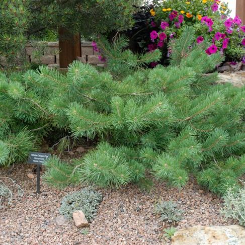 Pinus Sylvestris 'hillside Creeper' - View 12 from www redcrocus com