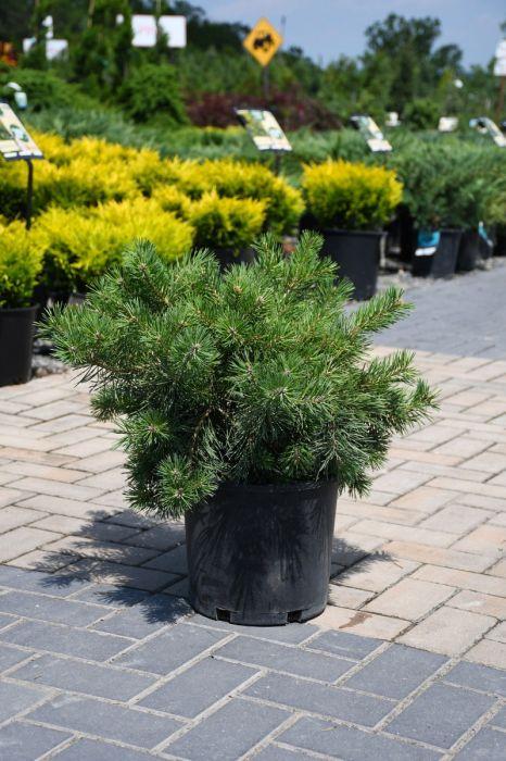 Pinus Sylvestris 'hillside Creeper' - View 16 from www redcrocus com