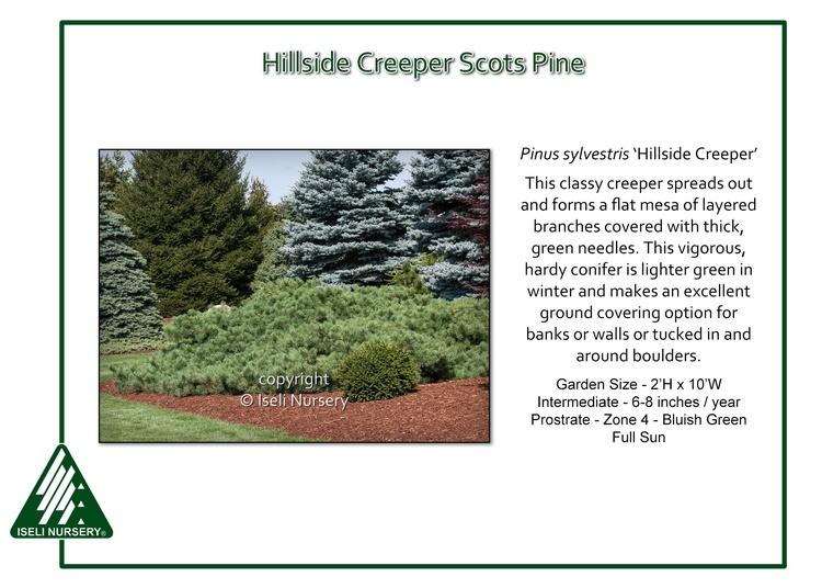 Pinus Sylvestris 'hillside Creeper' - View 17 from www redcrocus com