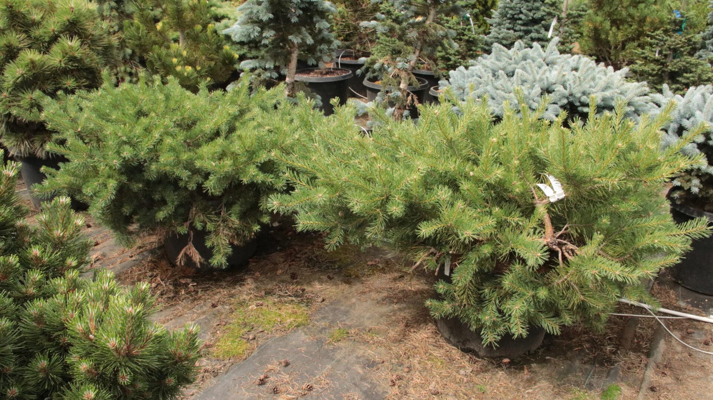 Pinus Sylvestris 'hillside Creeper' - View 18 from www redcrocus com