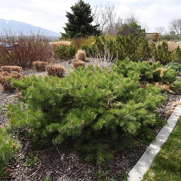 Pinus Sylvestris 'hillside Creeper' - View 19 from www redcrocus com