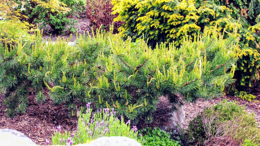 Pinus Sylvestris 'hillside Creeper' - View 1 from www redcrocus com