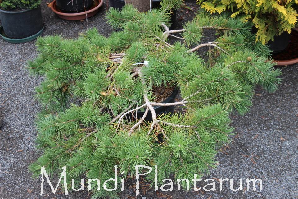 Pinus Sylvestris 'hillside Creeper' - View 20 from www redcrocus com