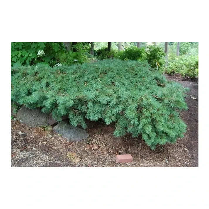 Pinus Sylvestris 'hillside Creeper' - View 21 from www redcrocus com