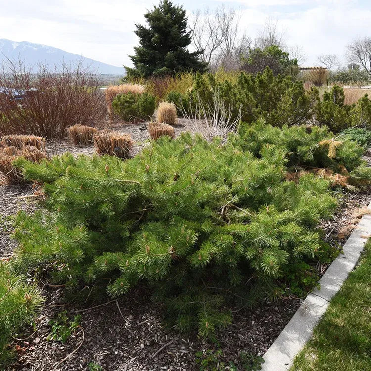 Pinus Sylvestris 'hillside Creeper' - View 24 from www redcrocus com