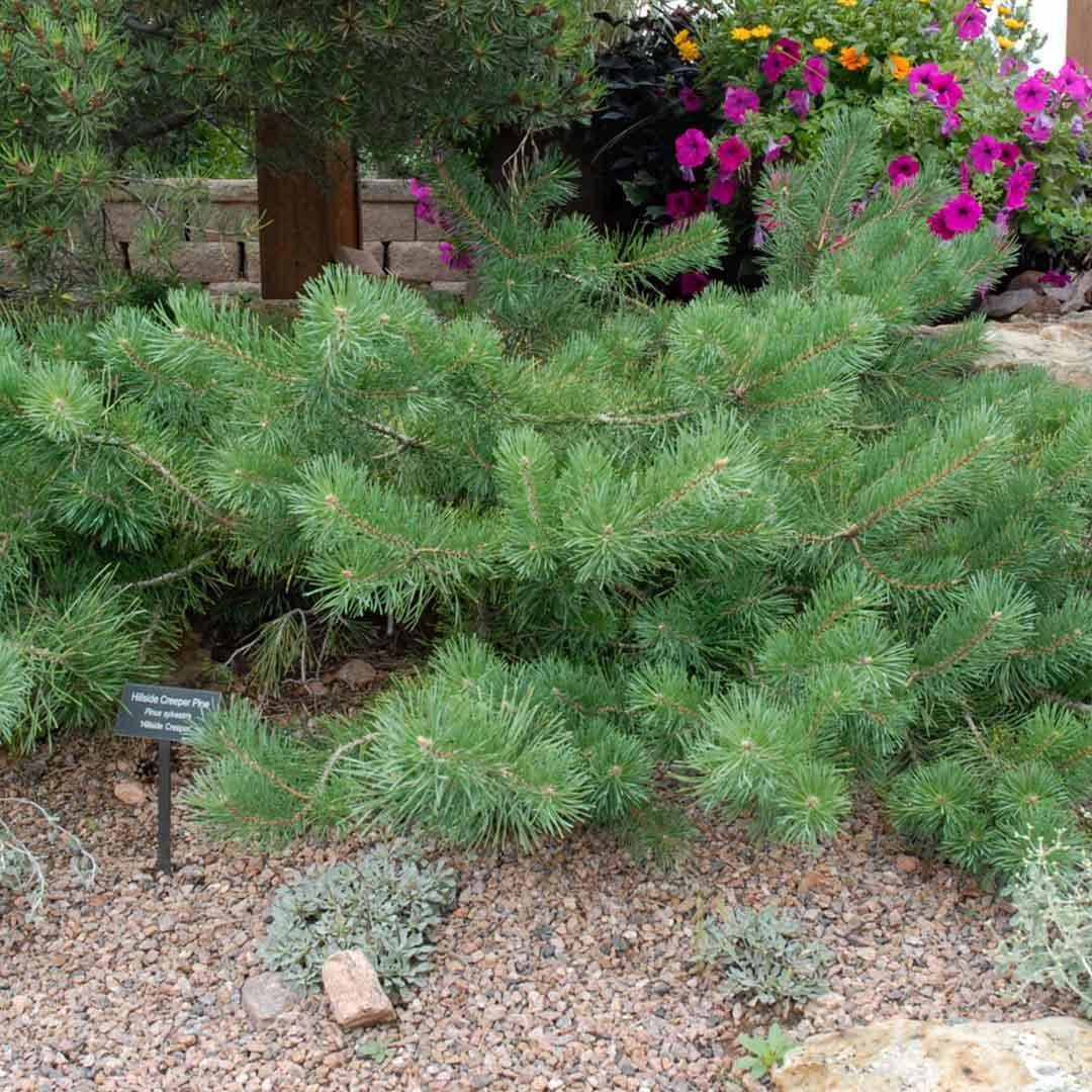 Pinus Sylvestris 'hillside Creeper' - View 26 from www redcrocus com