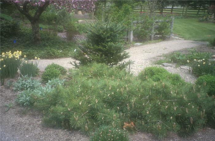 Pinus Sylvestris 'hillside Creeper' - View 27 from www redcrocus com