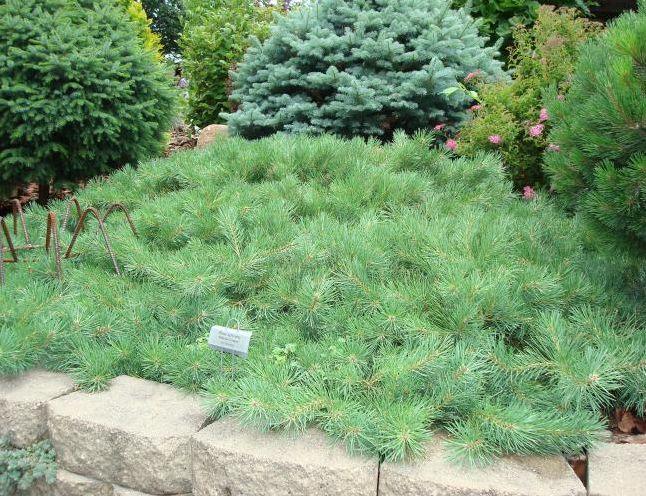 Pinus Sylvestris 'hillside Creeper' - View 29 from www redcrocus com