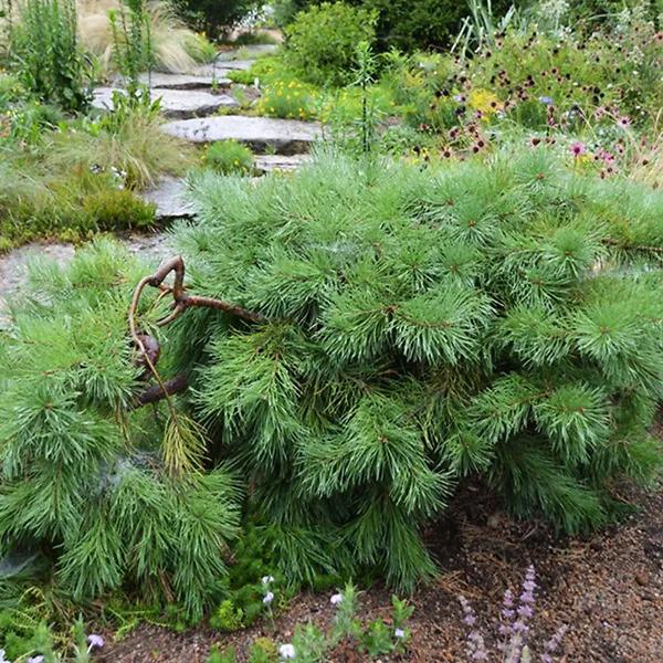 Pinus Sylvestris 'hillside Creeper' - View 30 from www redcrocus com