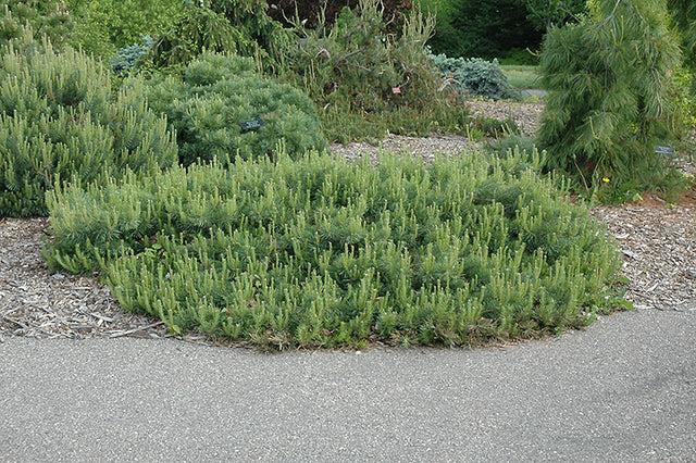 Pinus Sylvestris 'hillside Creeper' - View 32 from www redcrocus com