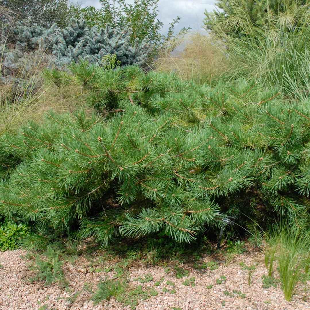 Pinus Sylvestris 'hillside Creeper' - View 35 from www redcrocus com