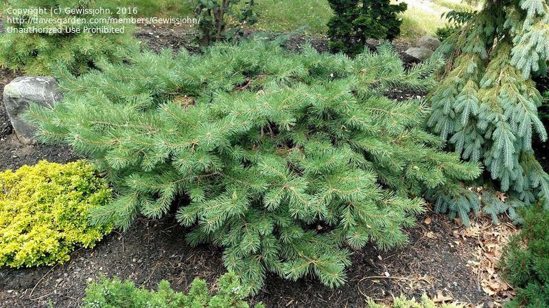 Pinus Sylvestris 'hillside Creeper' - View 36 from www redcrocus com