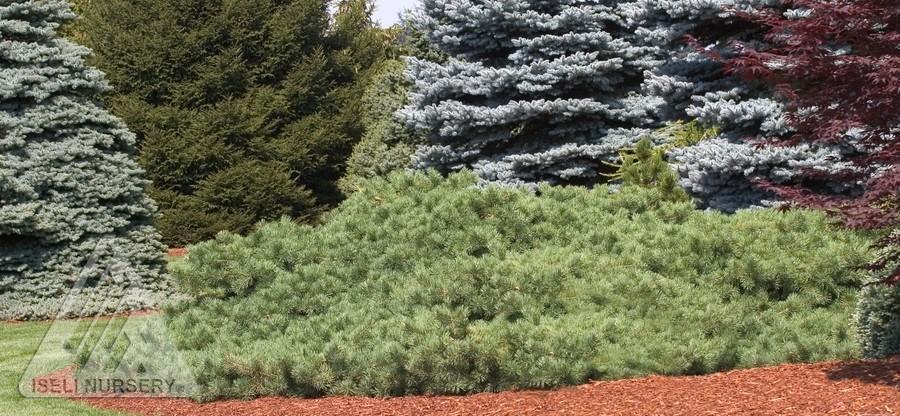 Pinus Sylvestris 'hillside Creeper' - View 38 from www redcrocus com