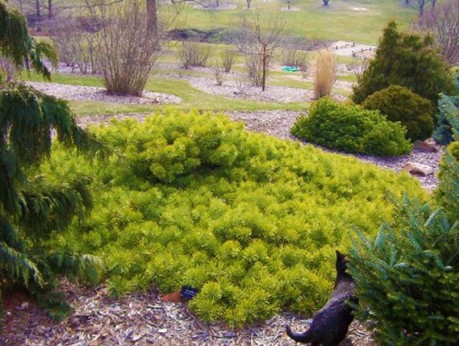 Pinus Sylvestris 'hillside Creeper' - View 3 from www redcrocus com