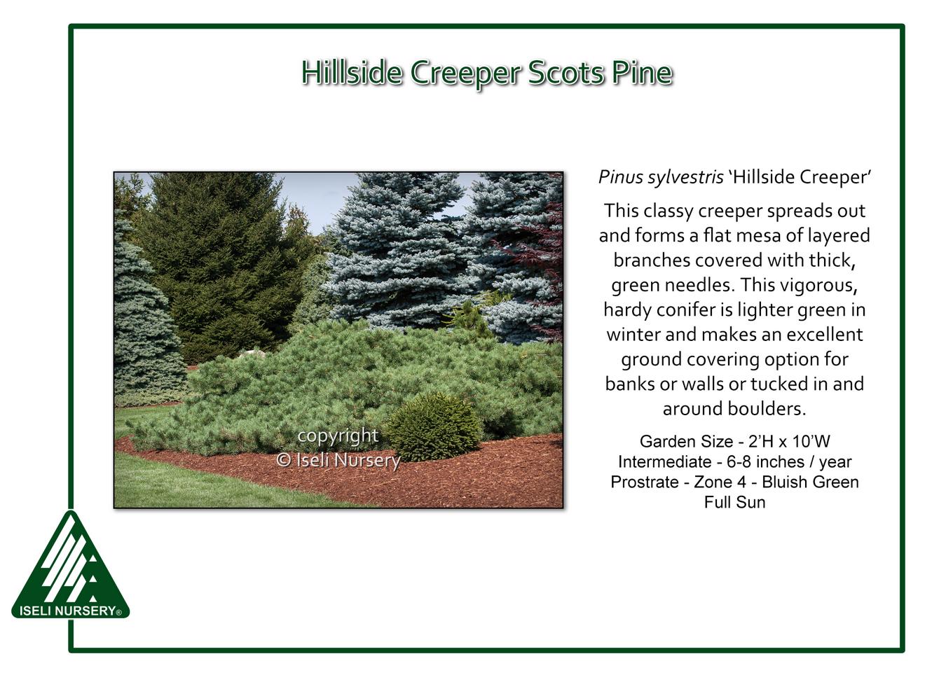Pinus Sylvestris 'hillside Creeper' - View 4 from www redcrocus com