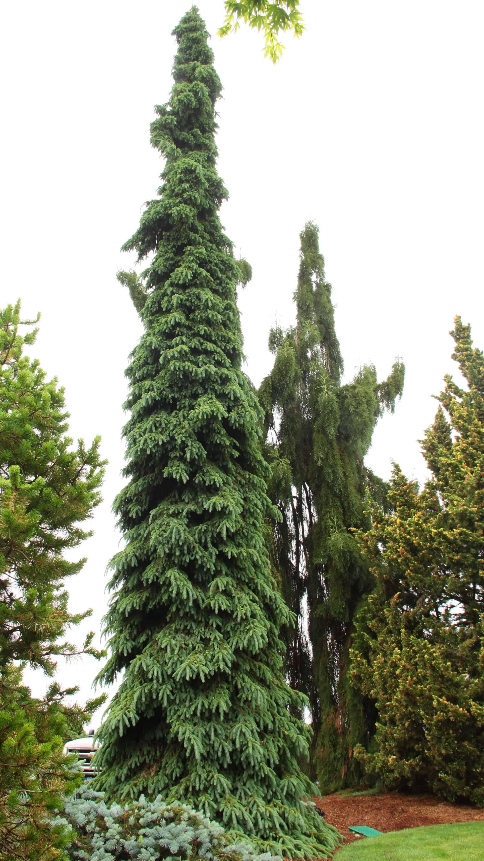 Picea Glauca Pendula - View 11 from www redcrocus com