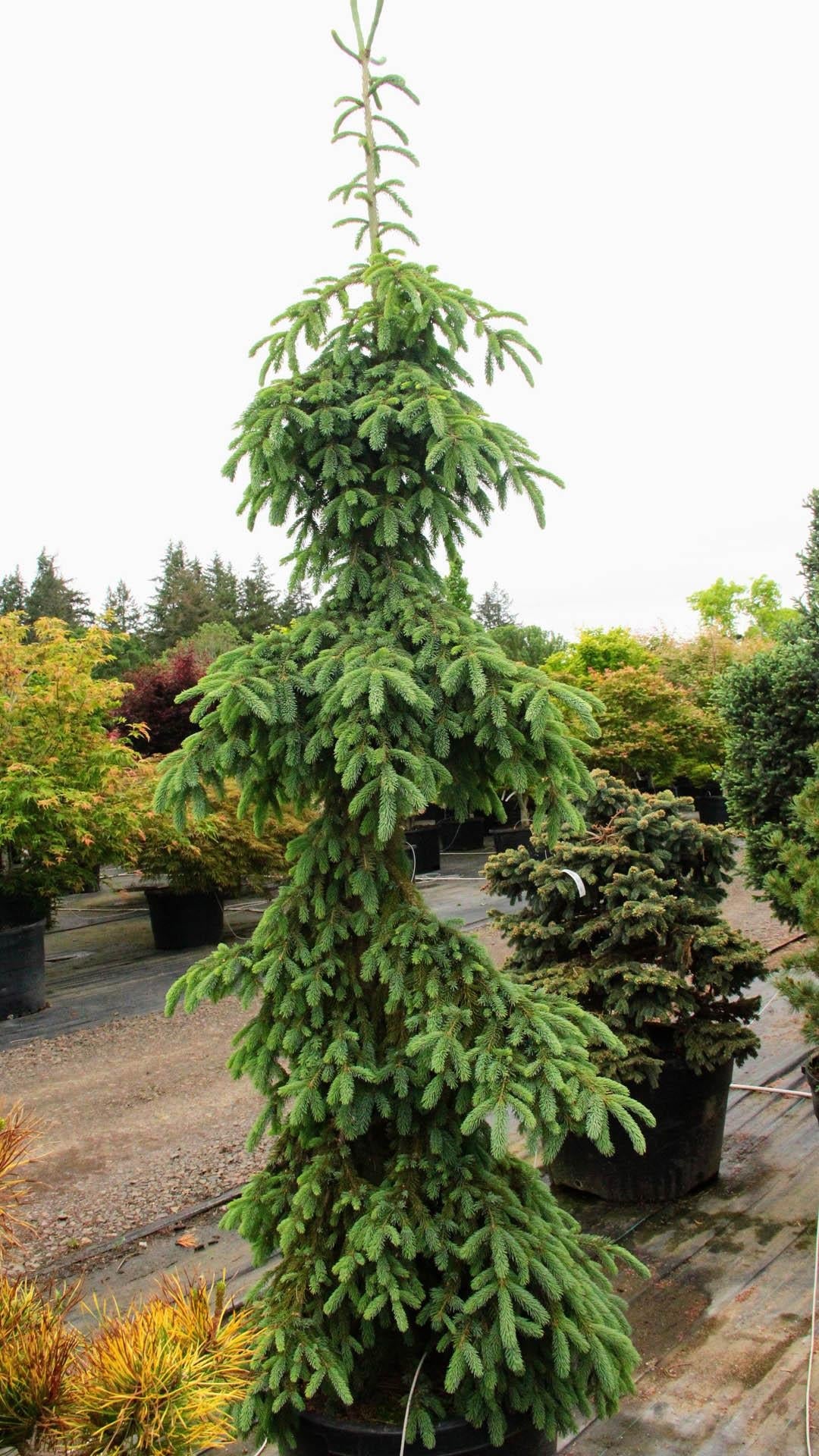 Picea Glauca Pendula - View 2 from www redcrocus com