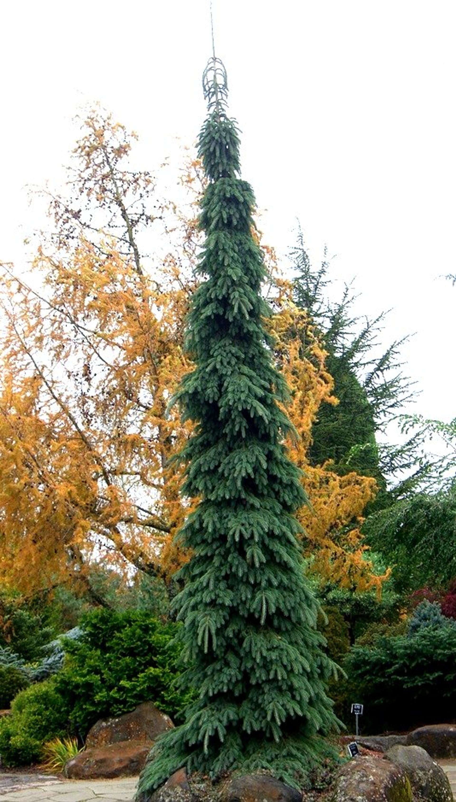 Picea Glauca Pendula - View 4 from www redcrocus com