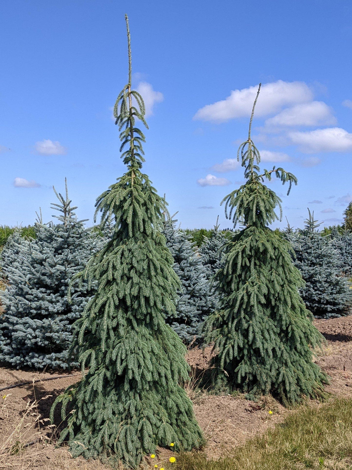 Picea Glauca Pendula - View 7 from www redcrocus com