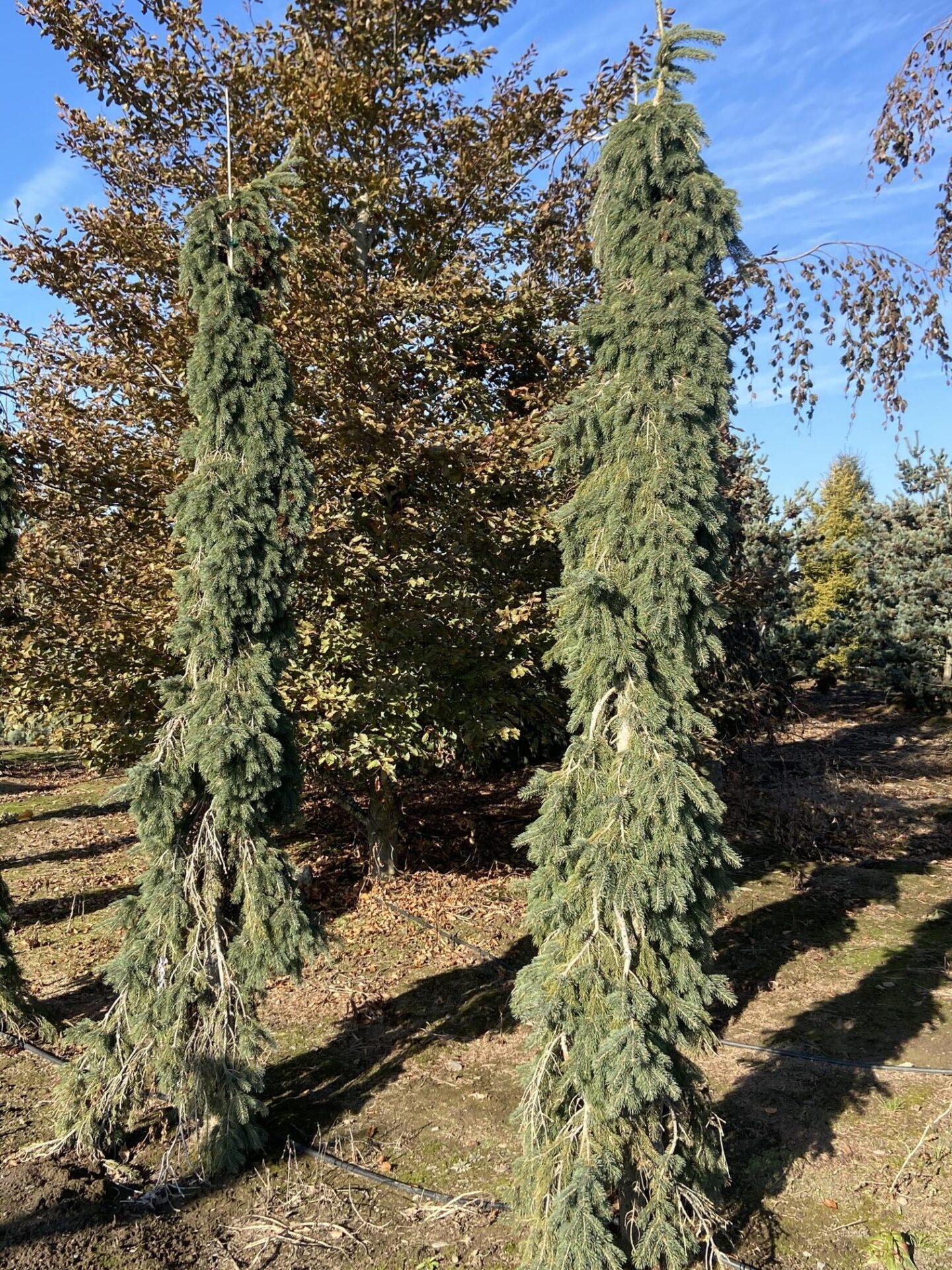 Picea Glauca Pendula - View 9 from www redcrocus com
