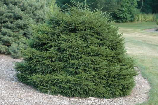 Picea Orientalis Nana - View 1 from www redcrocus com