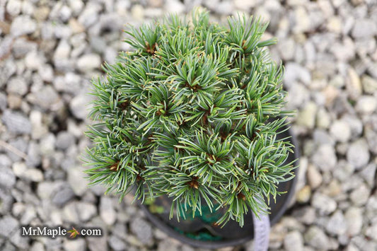 Pinus Parviflora Eiko Nishiki - View 10 from www redcrocus com