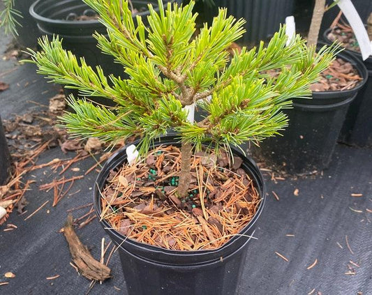 Pinus Parviflora Eiko Nishiki - View 13 from www redcrocus com