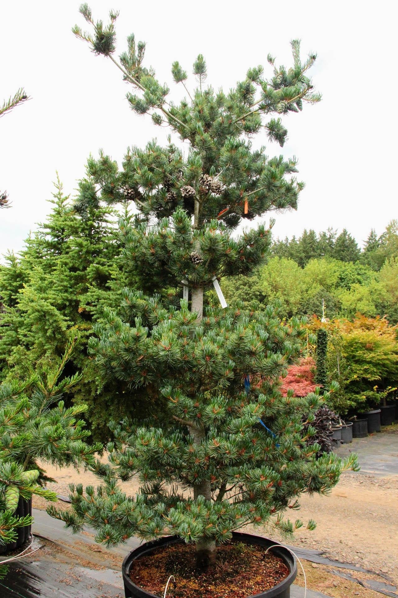 Pinus Parviflora Eiko Nishiki - View 14 from www redcrocus com
