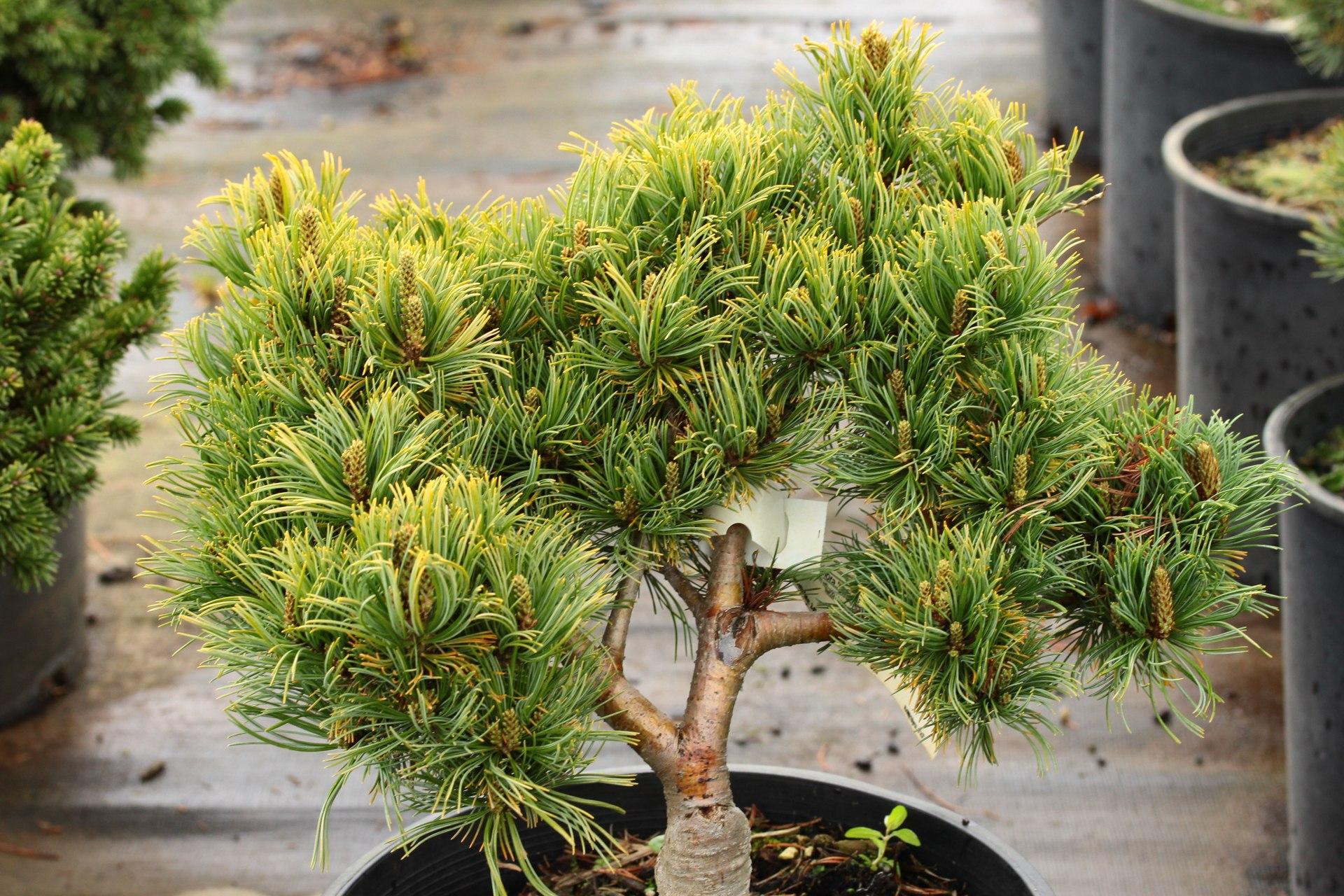 Pinus Parviflora Fubuki Nishiki - View 11 from www redcrocus com