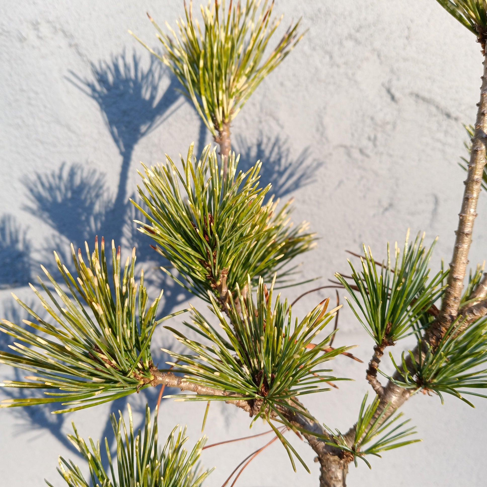 Pinus Parviflora Fubuki Nishiki - View 12 from www redcrocus com