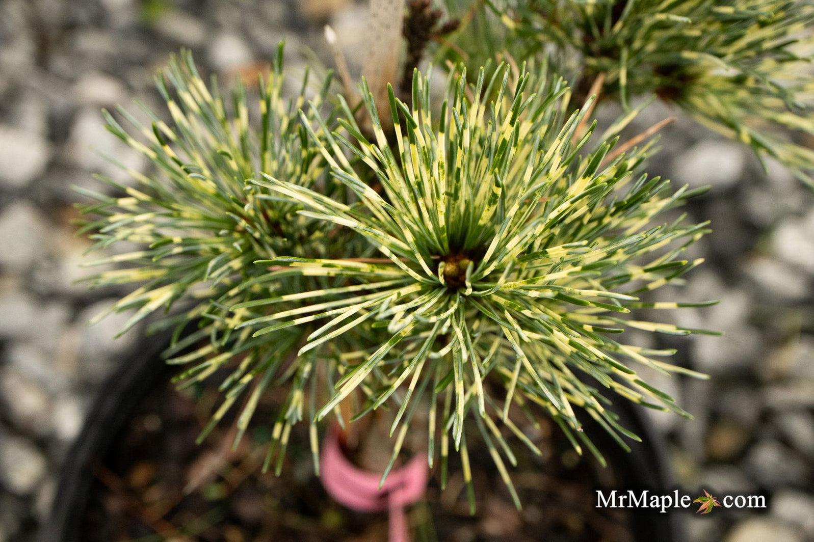 Pinus Parviflora Fubuki Nishiki - View 1 from www redcrocus com