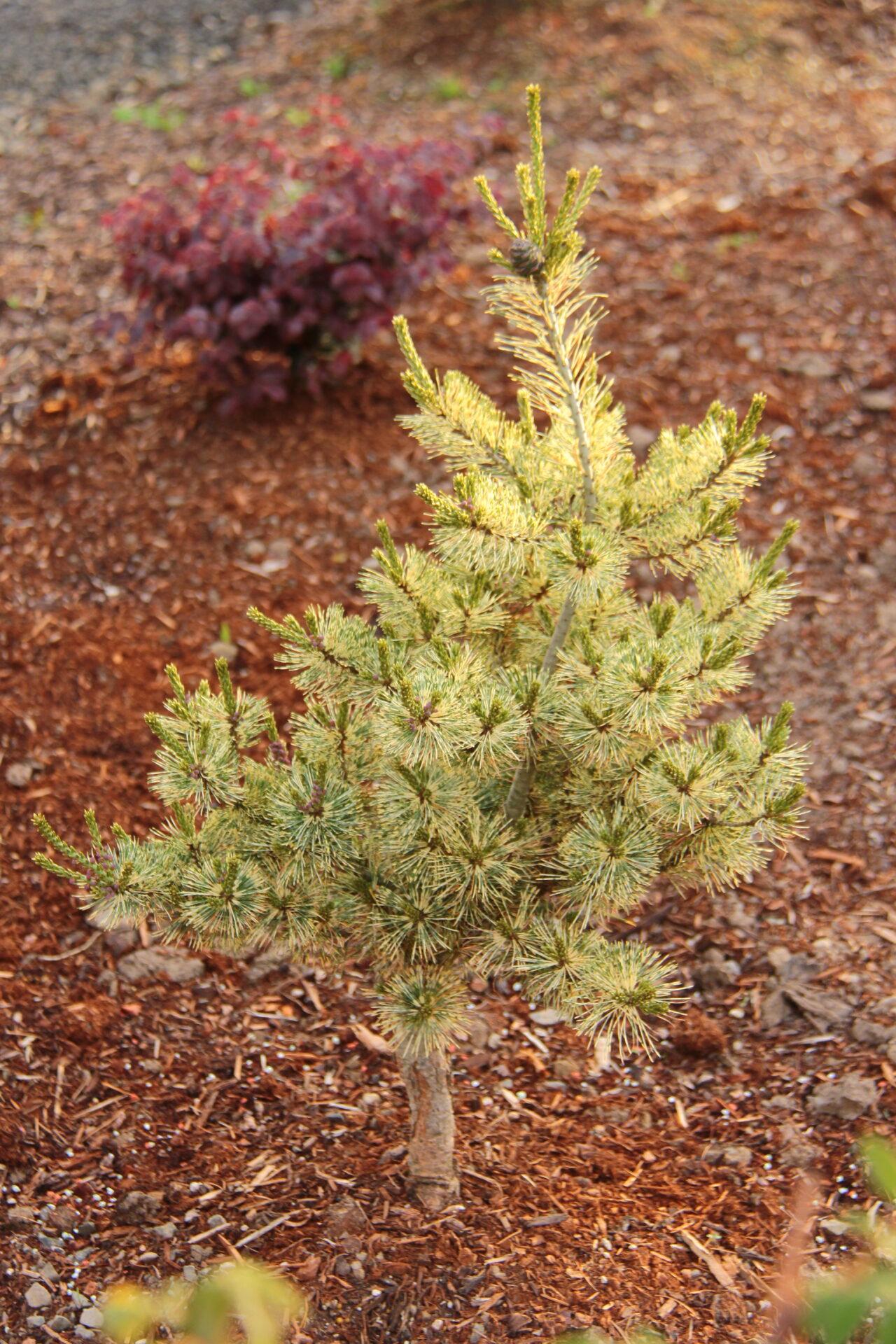 Pinus Parviflora Fubuki Nishiki - View 5 from www redcrocus com