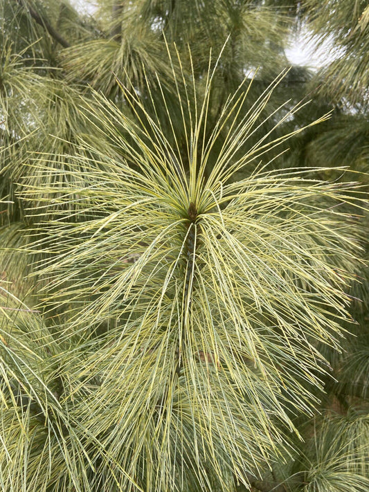 Pinus Wallichiana Zebrina - View 11 from www redcrocus com