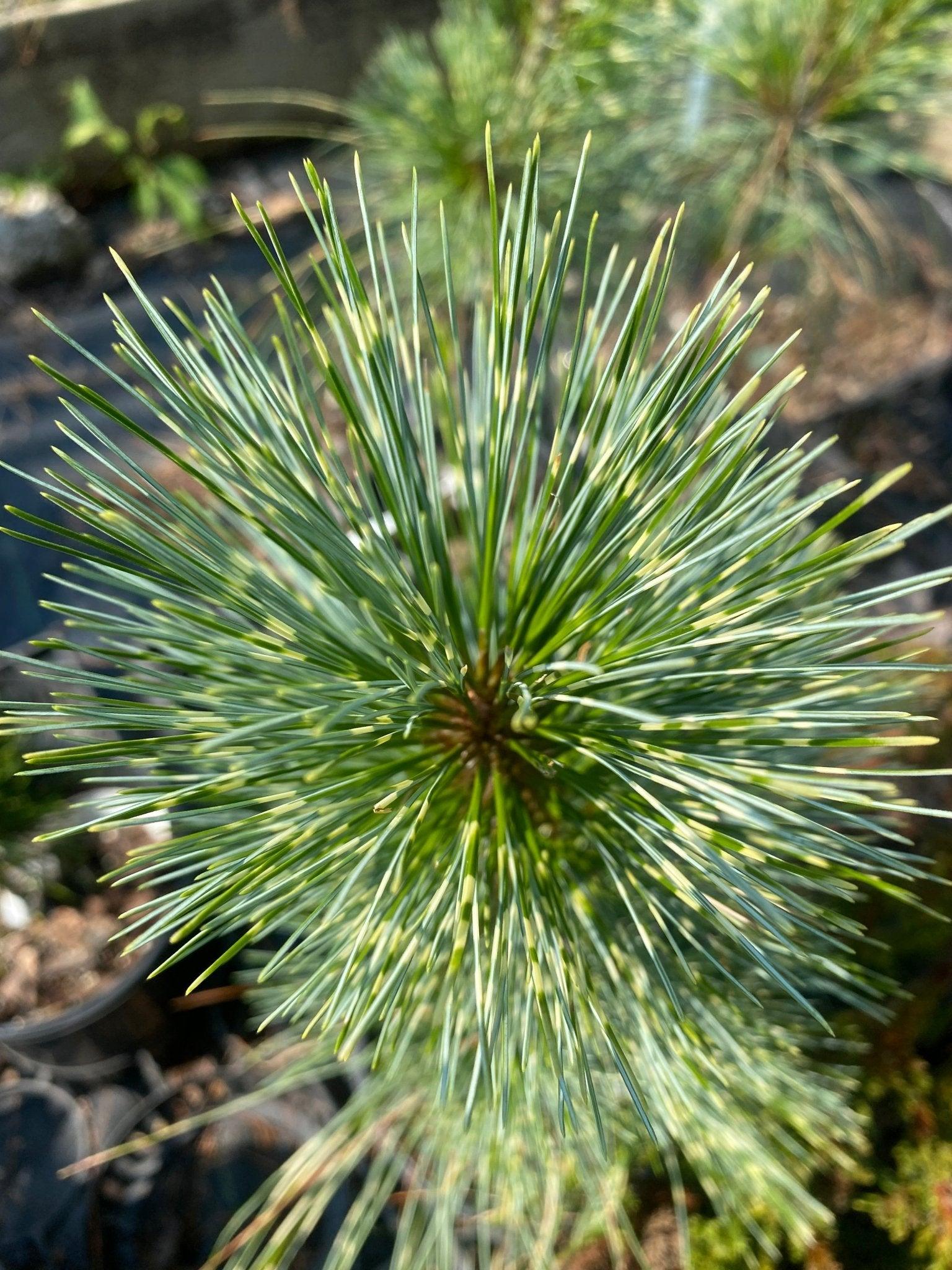 Pinus Wallichiana Zebrina - View 4 from www redcrocus com