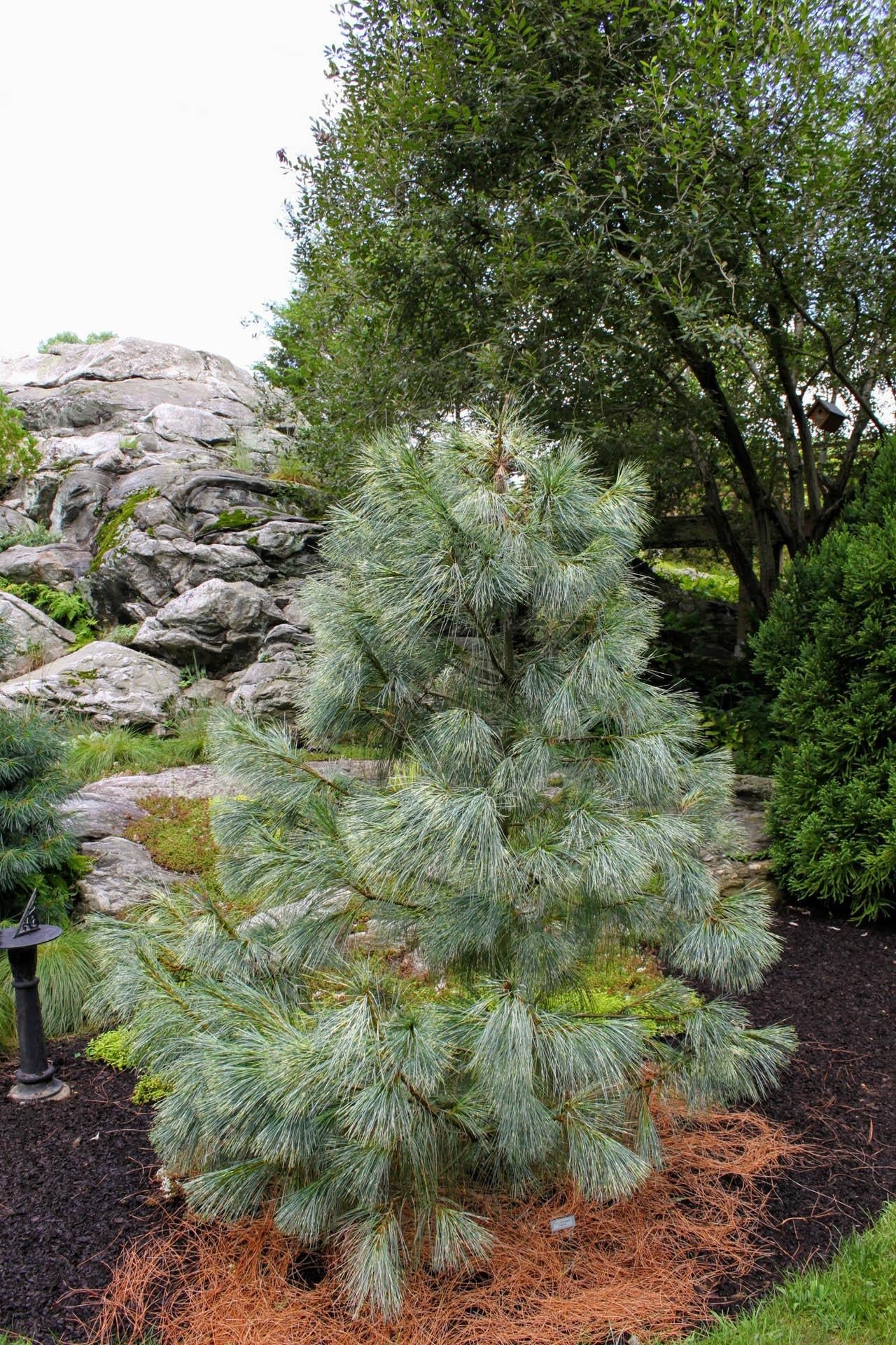 Pinus Wallichiana Zebrina - View 9 from www redcrocus com