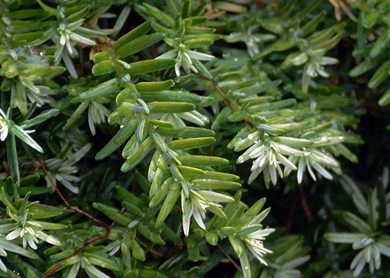 Tsuga Canadensis Gentsch White - View 10 from www redcrocus com