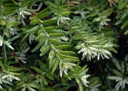 Tsuga Canadensis Gentsch White - View 10 from www redcrocus com