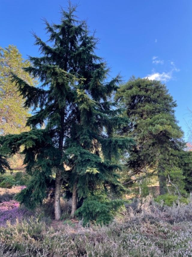 Tsuga Canadensis Gentsch White - View 13 from www redcrocus com